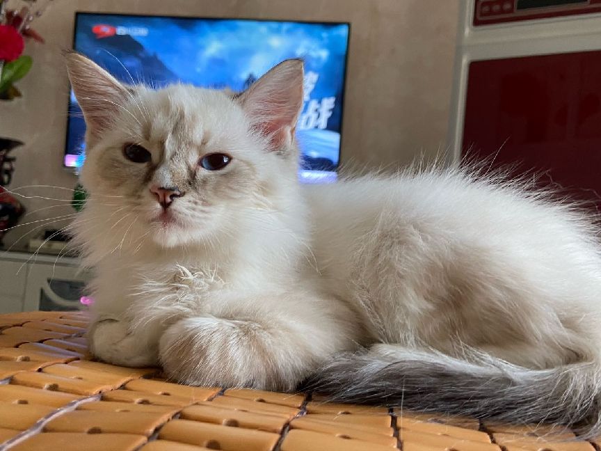 猫图片|宠物猫|猫咪|