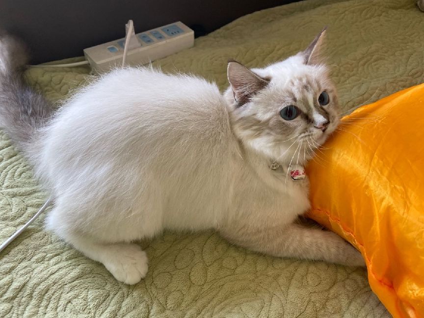 猫图片|宠物猫|猫咪|