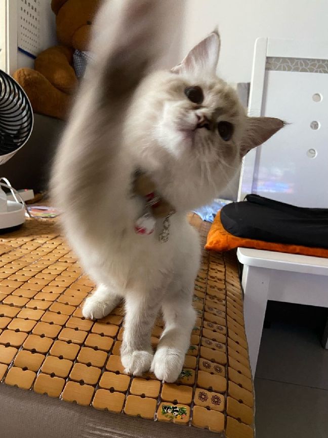 猫图片|宠物猫|猫咪|