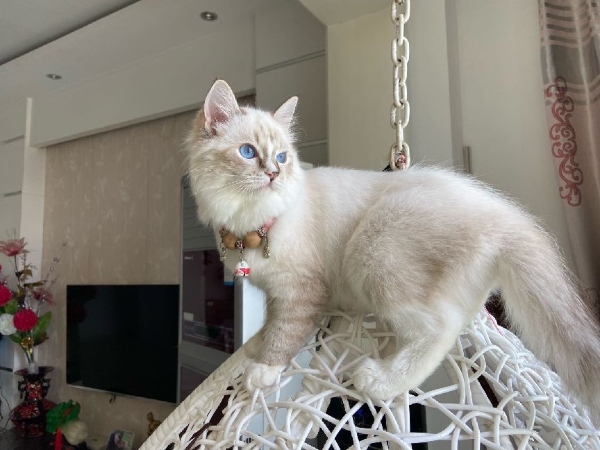 猫图片|宠物猫|猫咪|