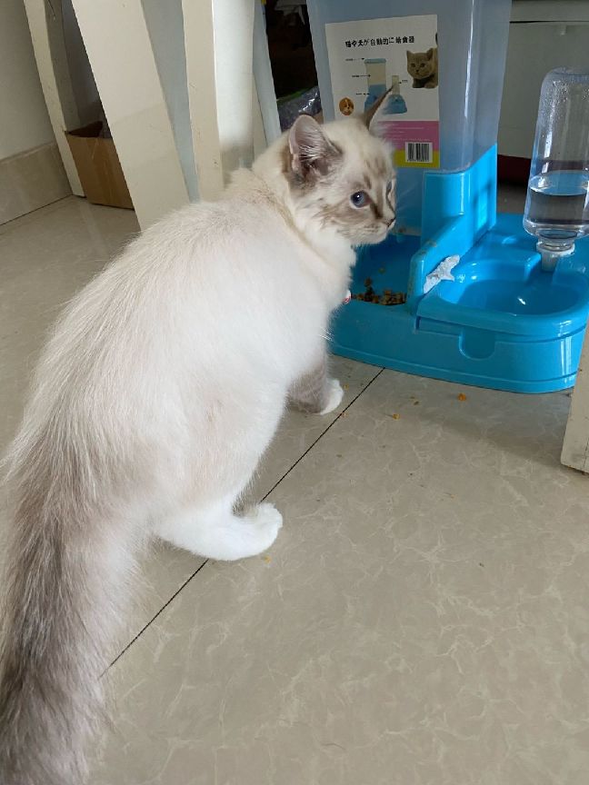 猫图片|宠物猫|猫咪|