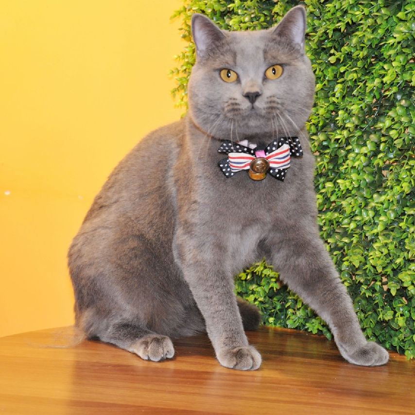 猫图片|宠物猫|猫咪|