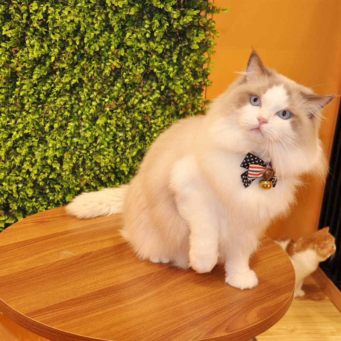 猫图片|宠物猫|猫咪|