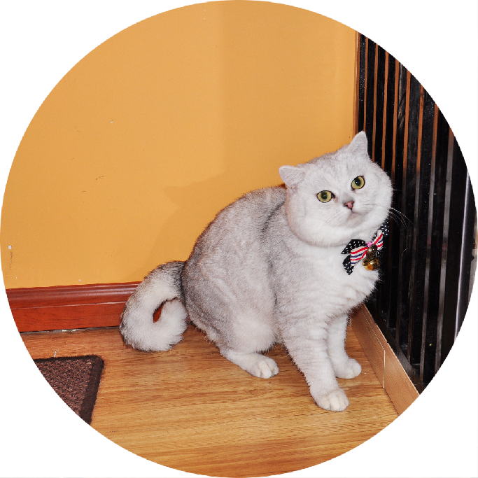 猫图片|宠物猫|猫咪|