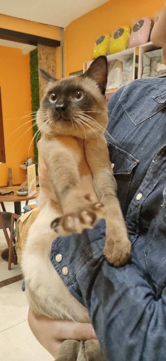 猫图片|宠物猫|猫咪|