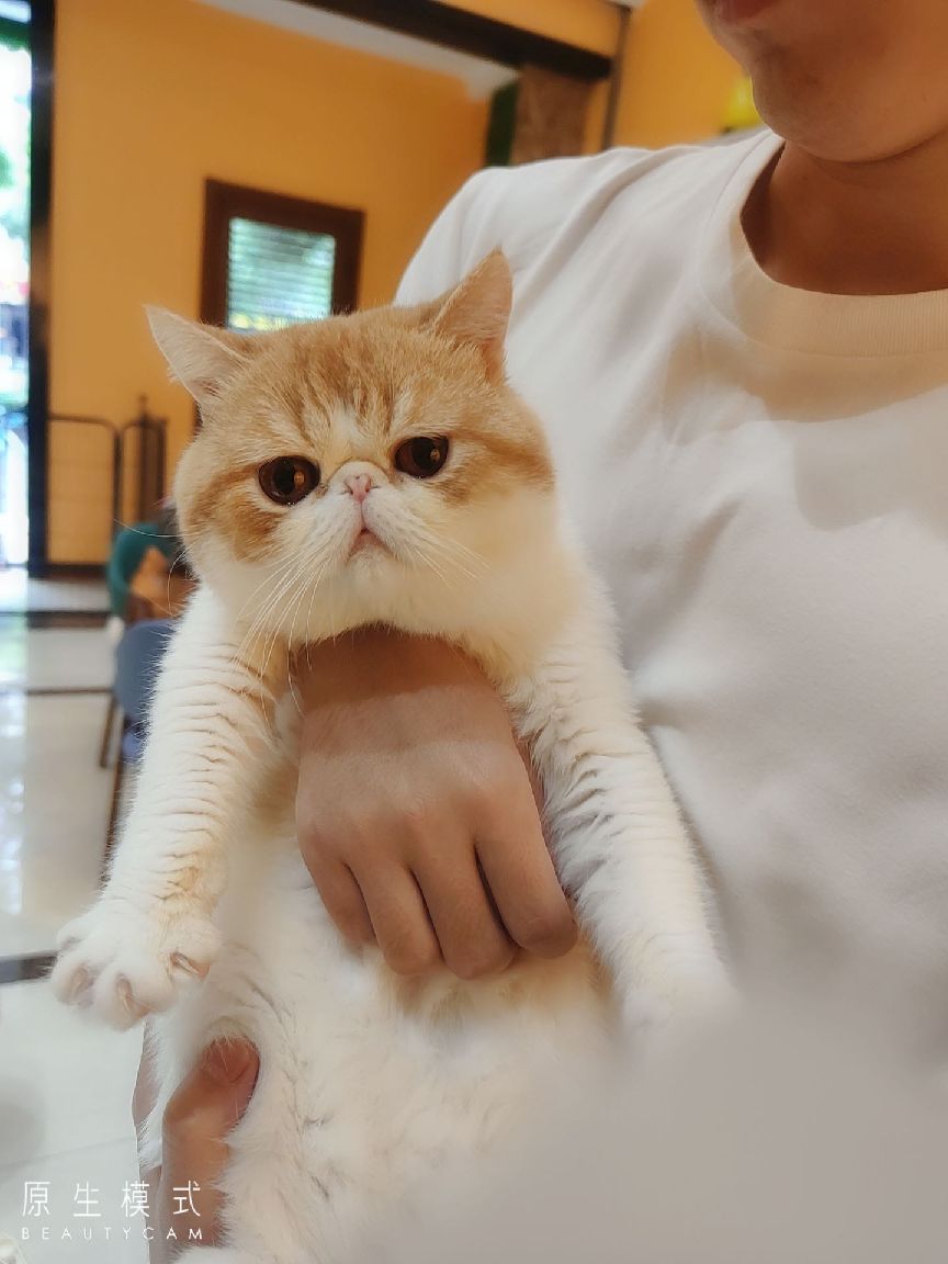 猫图片|宠物猫|猫咪|