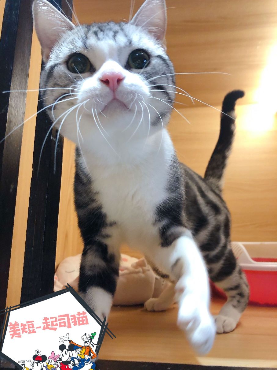 猫图片|宠物猫|猫咪|