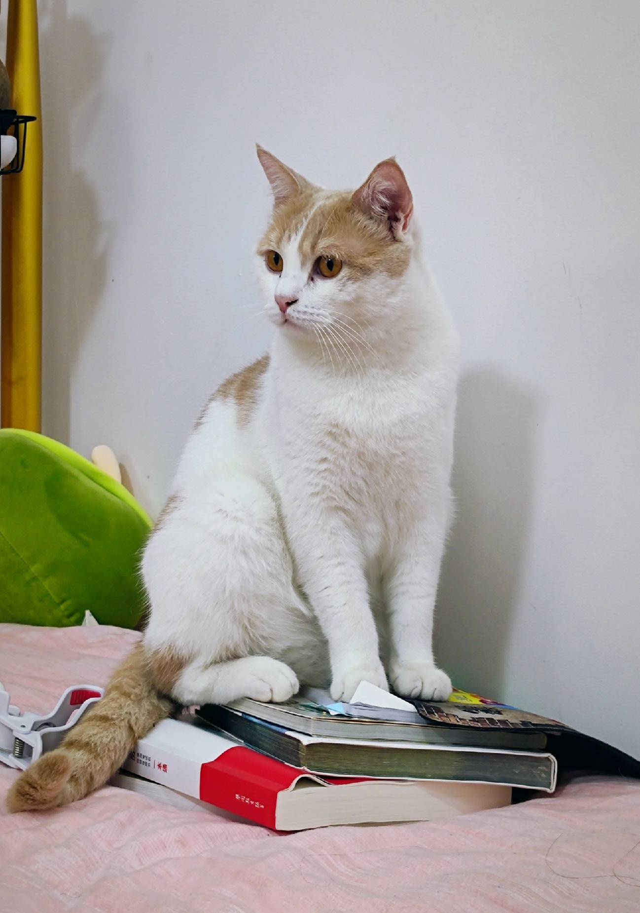 猫图片|宠物猫|猫咪|