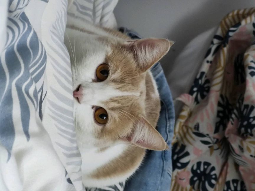 猫图片|宠物猫|猫咪|