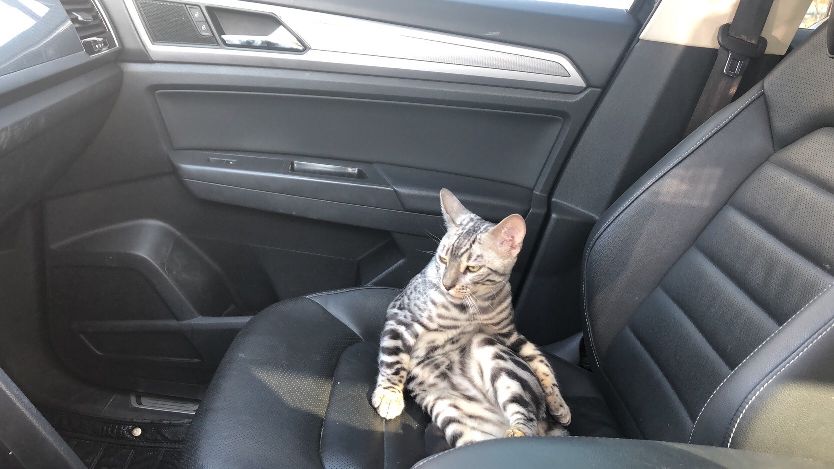 猫图片|宠物猫|猫咪|