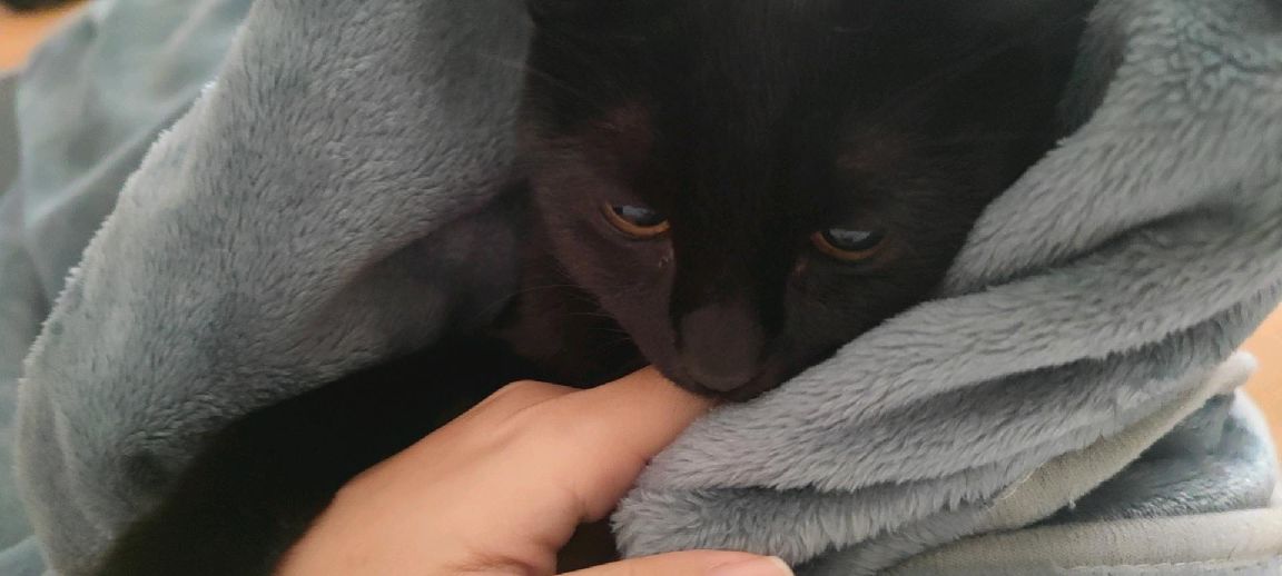 猫图片|宠物猫|猫咪|