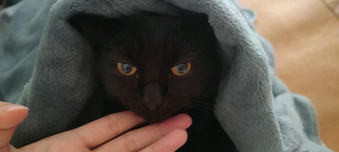 猫图片|宠物猫|猫咪|