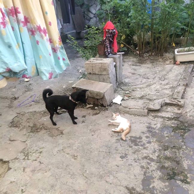 猫图片|宠物猫|猫咪|