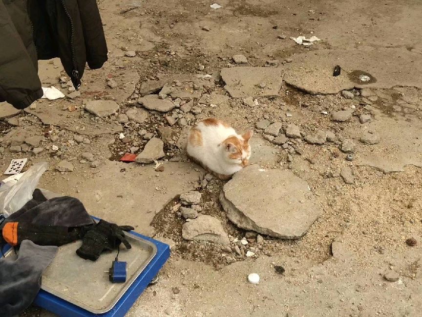 猫图片|宠物猫|猫咪|