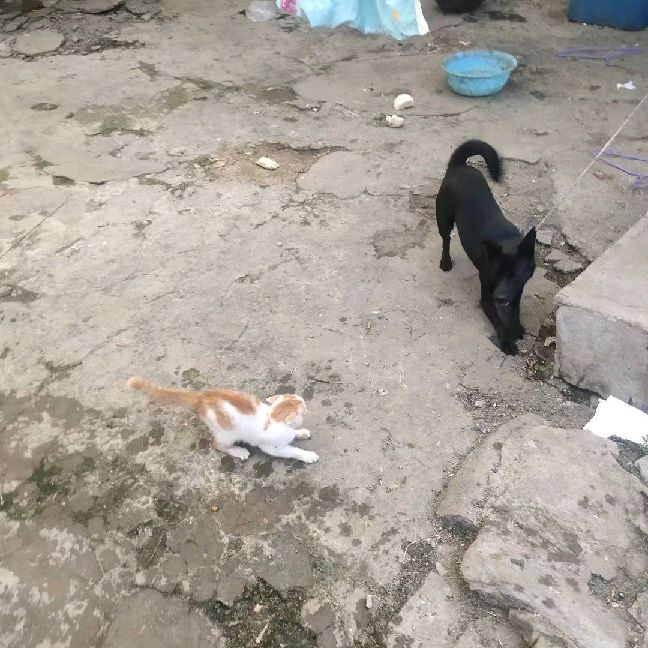 猫图片|宠物猫|猫咪|