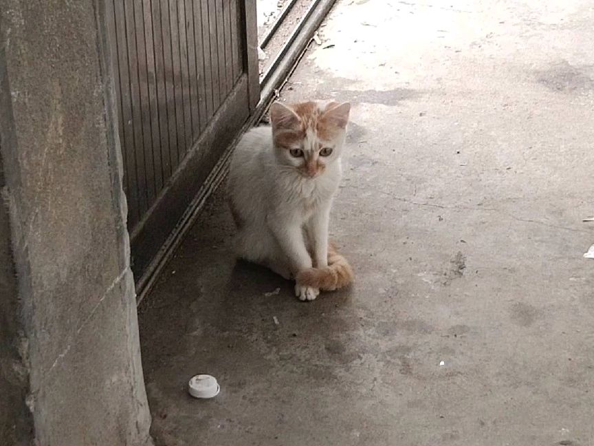 猫图片|宠物猫|猫咪|