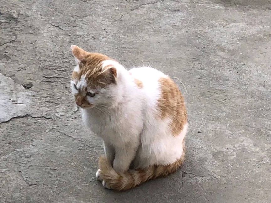 猫图片|宠物猫|猫咪|