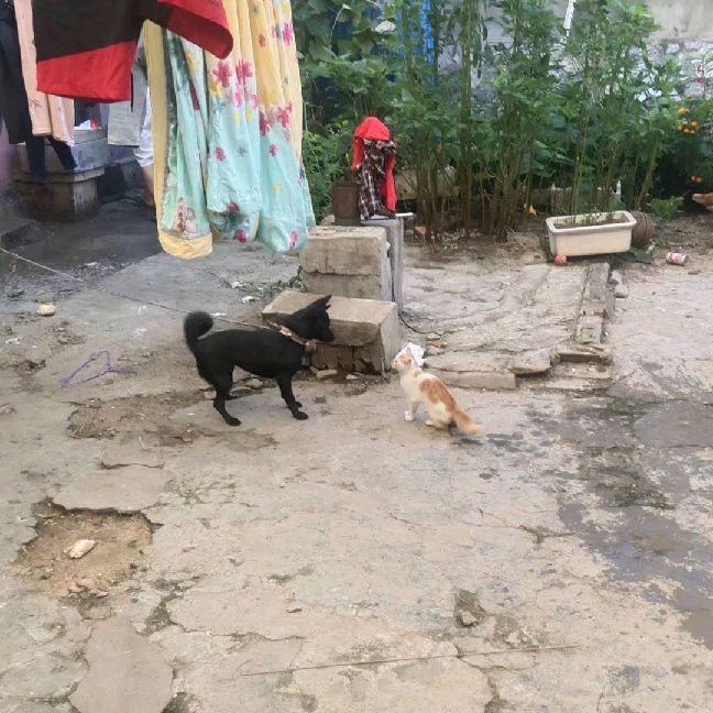 猫图片|宠物猫|猫咪|