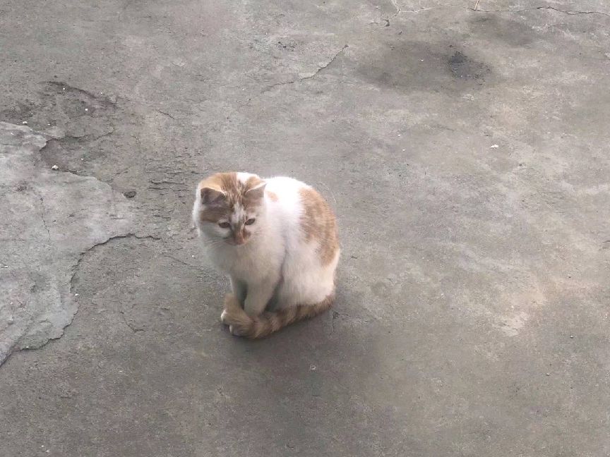 猫图片|宠物猫|猫咪|