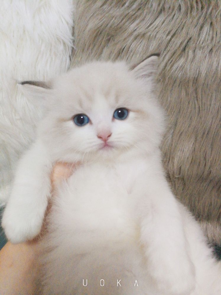 猫图片|宠物猫|猫咪|