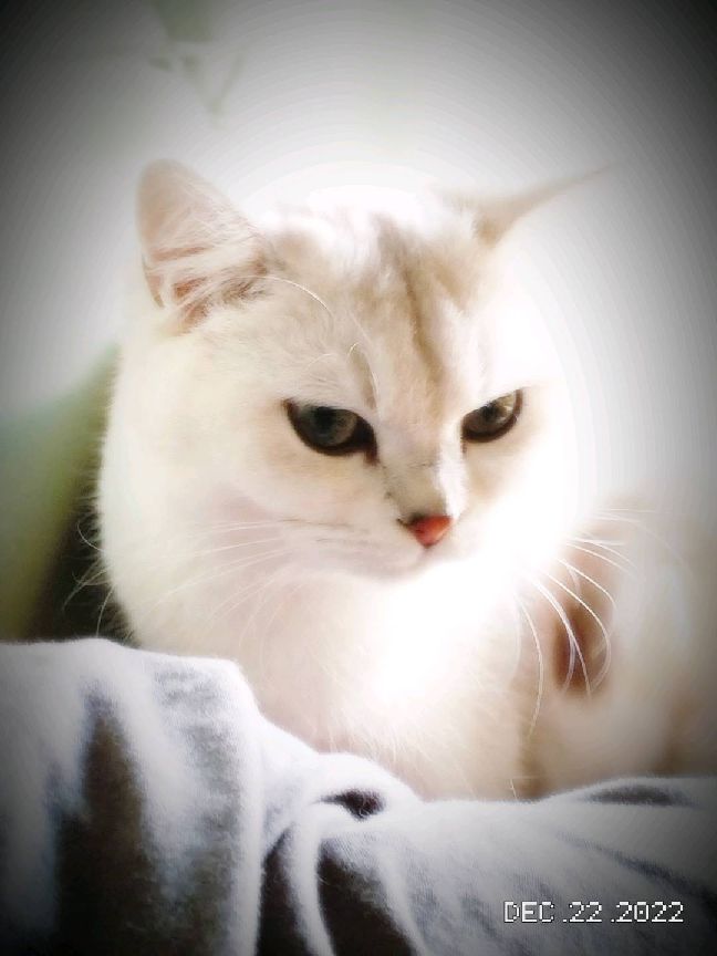 猫图片|宠物猫|猫咪|