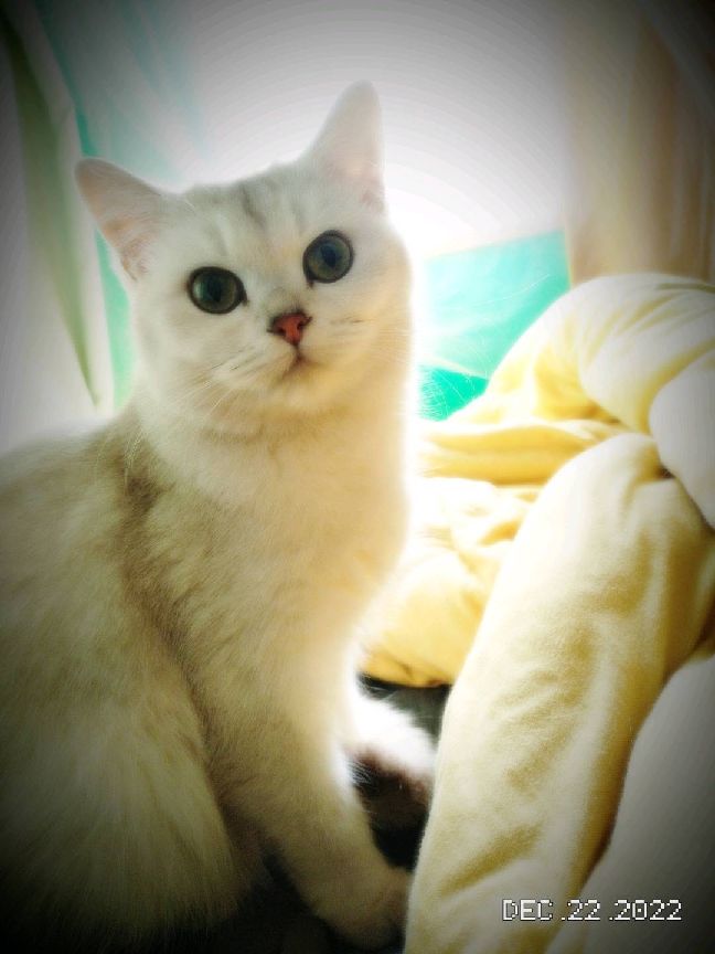 猫图片|宠物猫|猫咪|