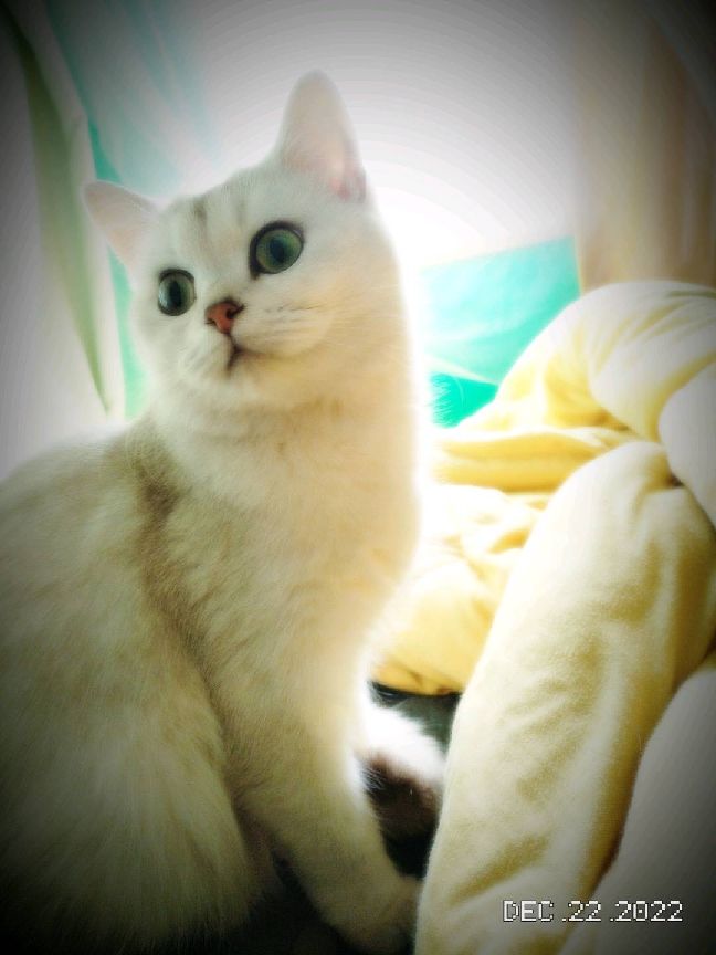 猫图片|宠物猫|猫咪|