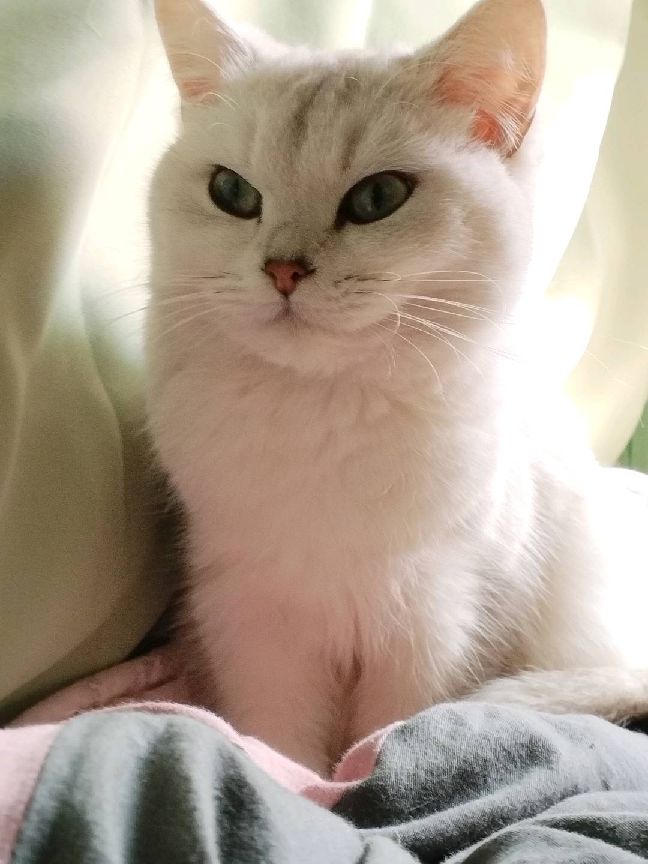 猫图片|宠物猫|猫咪|