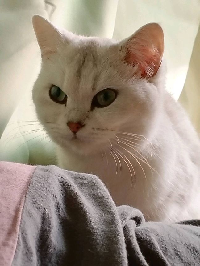 猫图片|宠物猫|猫咪|