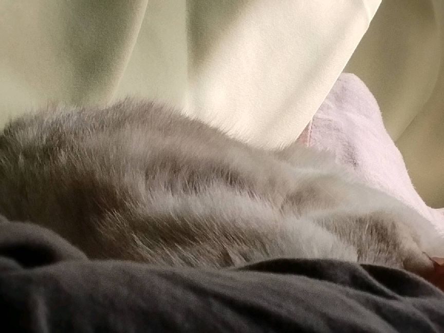 猫图片|宠物猫|猫咪|