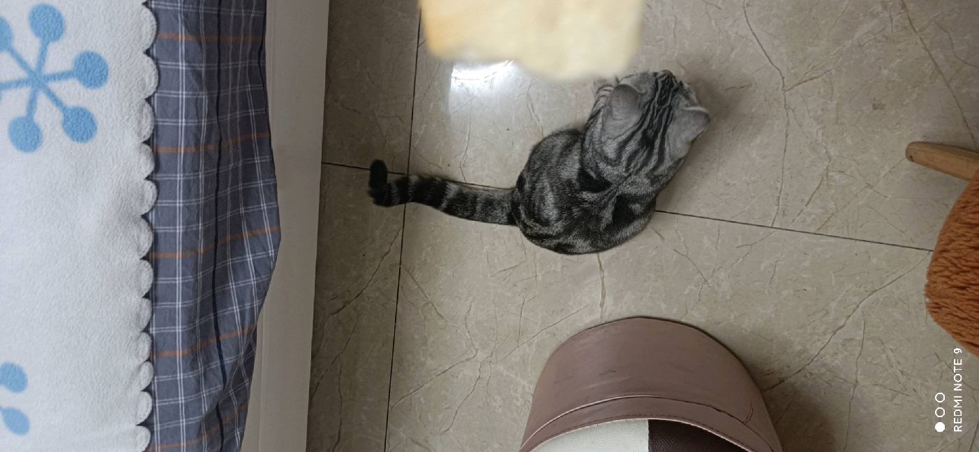 猫图片|宠物猫|猫咪|