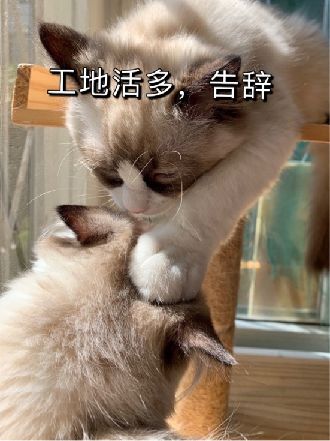 猫图片|宠物猫|猫咪|