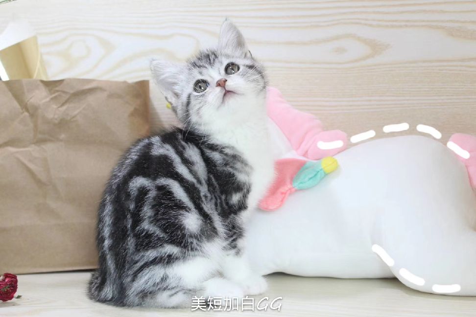 猫图片|宠物猫|猫咪|