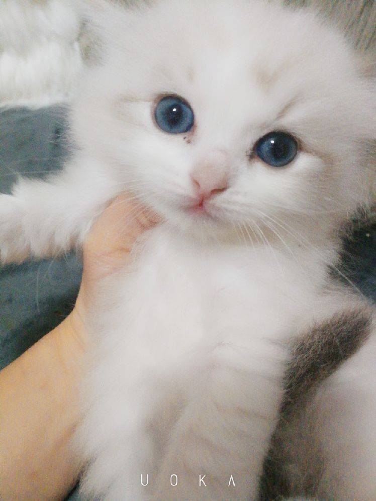 猫图片|宠物猫|猫咪|