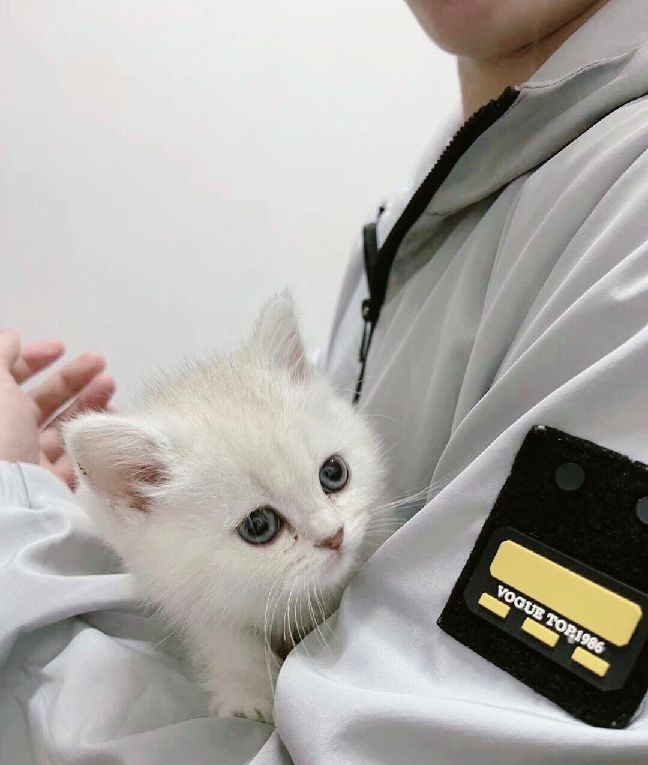 猫图片|宠物猫|猫咪|