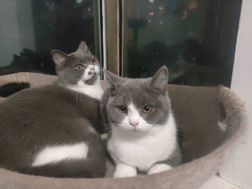 猫图片|宠物猫|猫咪|