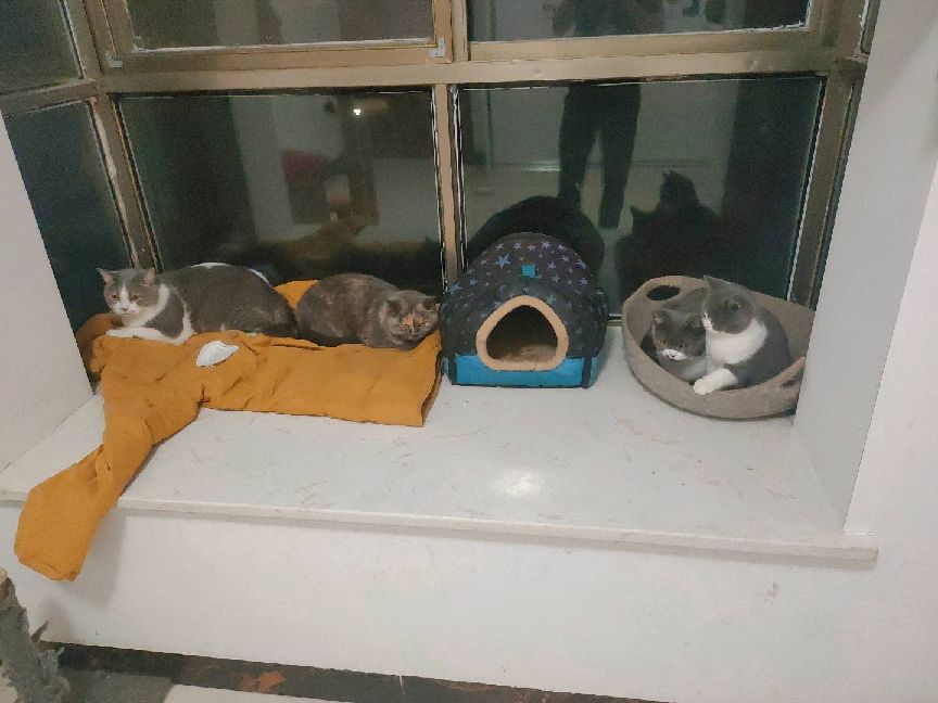 猫图片|宠物猫|猫咪|