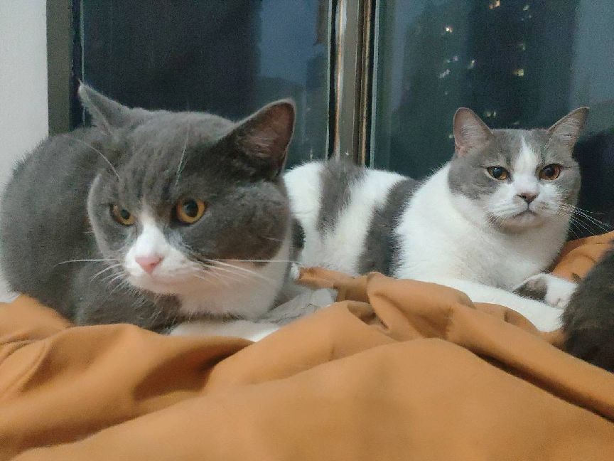 猫图片|宠物猫|猫咪|