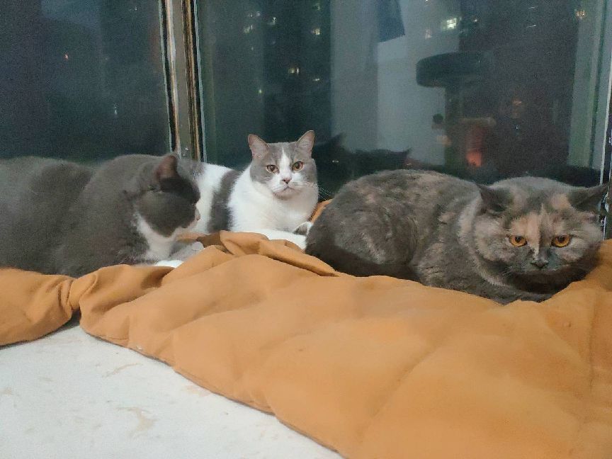 猫图片|宠物猫|猫咪|