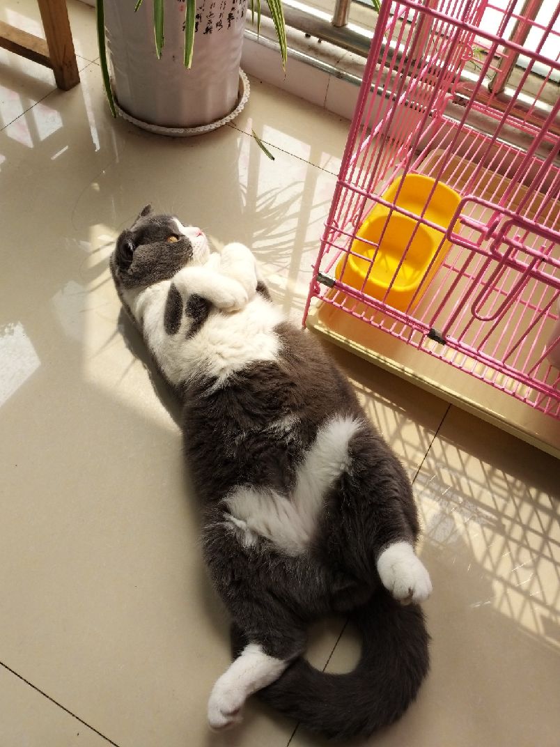 猫图片|宠物猫|猫咪|