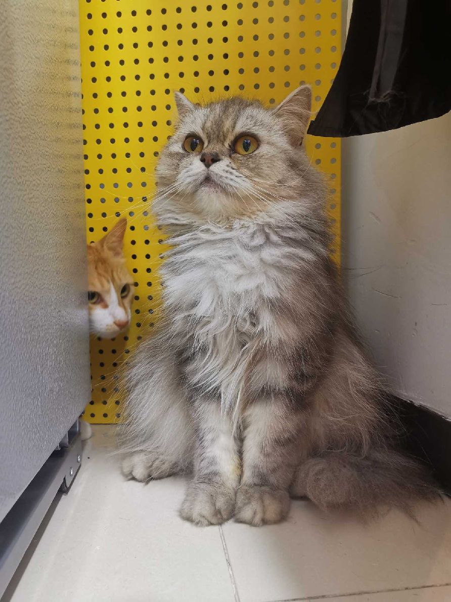 猫图片|宠物猫|猫咪|