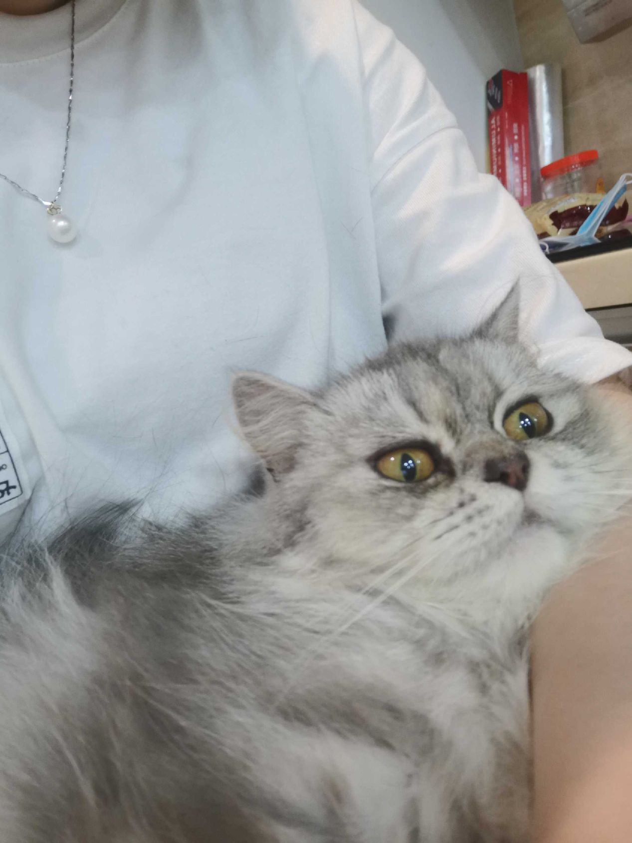 猫图片|宠物猫|猫咪|