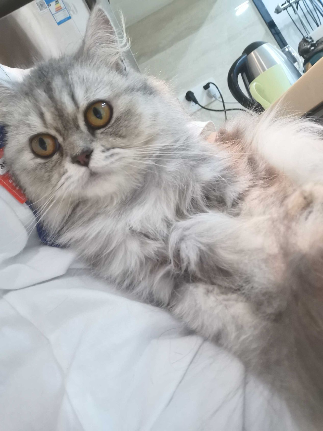 猫图片|宠物猫|猫咪|