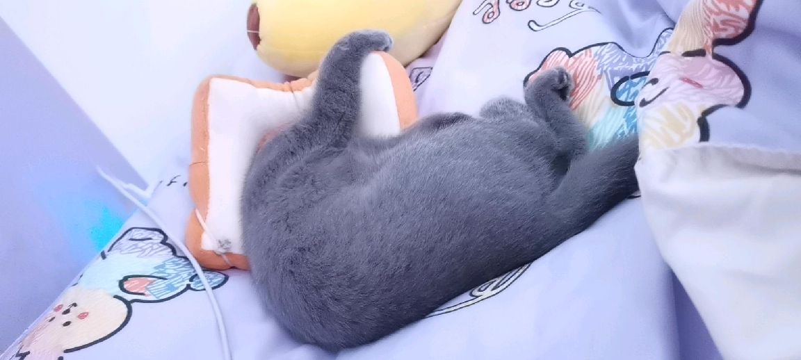 猫图片|宠物猫|猫咪|