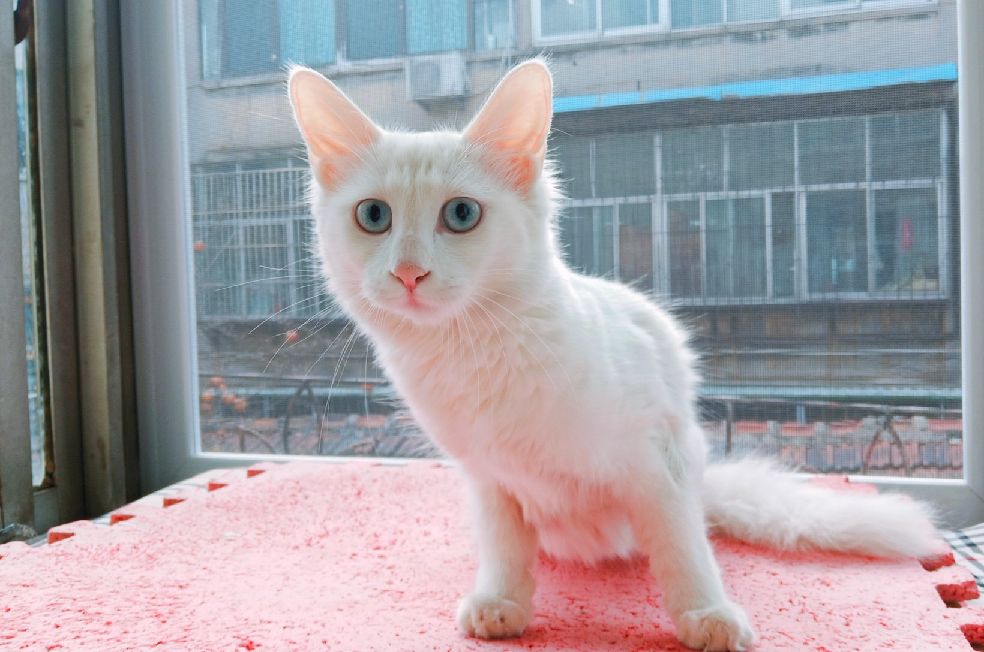 猫图片|宠物猫|猫咪|