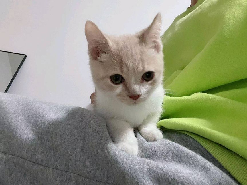 猫图片|宠物猫|猫咪|