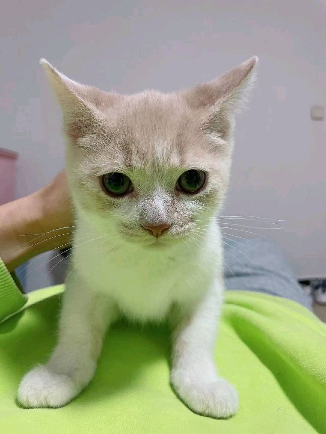 猫图片|宠物猫|猫咪|