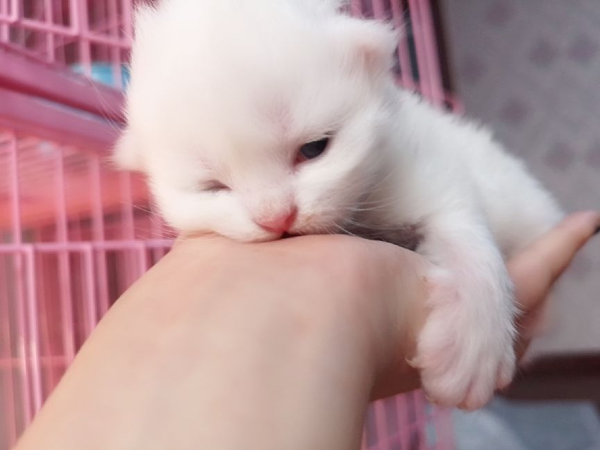 猫图片|宠物猫|猫咪|