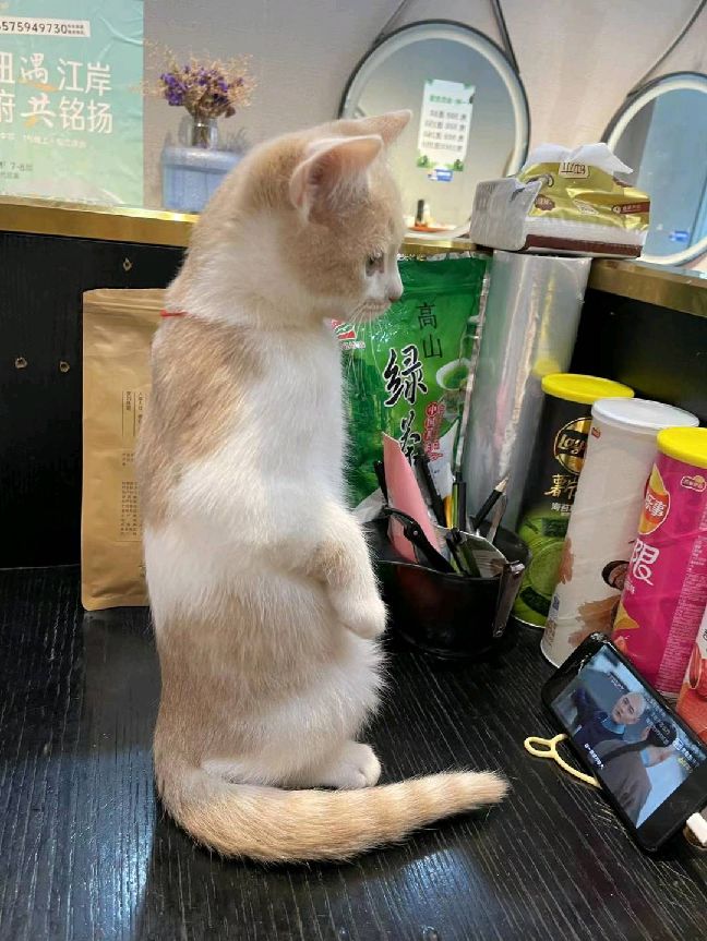 猫图片|宠物猫|猫咪|