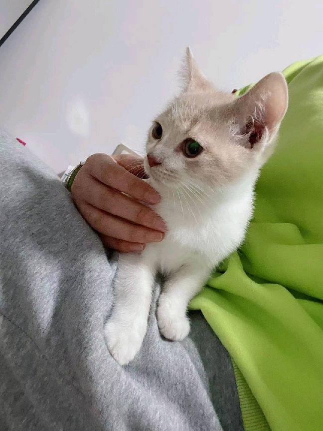 猫图片|宠物猫|猫咪|